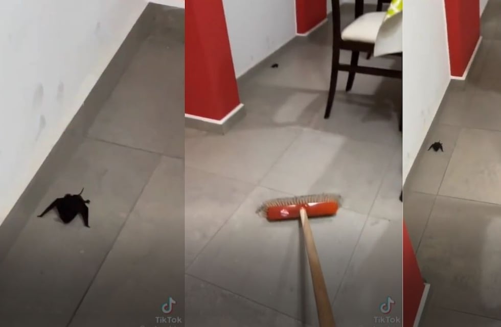 Casi valiente: el desopilante video cordobés que muestra cómo no enfrentar un murciélago
