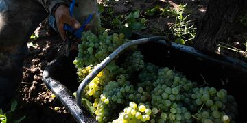 Turismo en Tandil: cómo es el circuito de productores de vinos de la ciudad