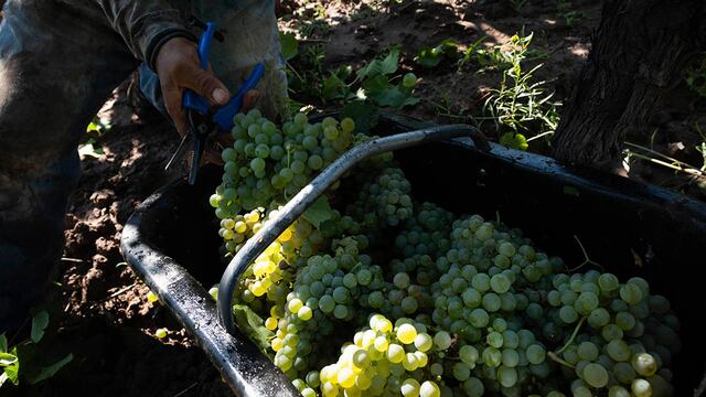 Turismo en Tandil: cómo es el circuito de productores de vinos de la ciudad