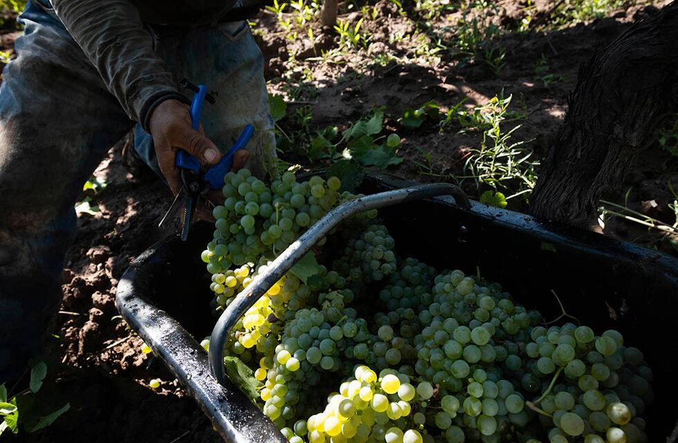 Turismo en Tandil: cómo es el circuito de productores de vinos de la ciudad