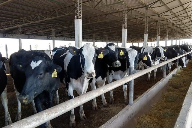 Foto ilustrativa. Vacas de tambo alimentándose. (Bichos de Campo)
