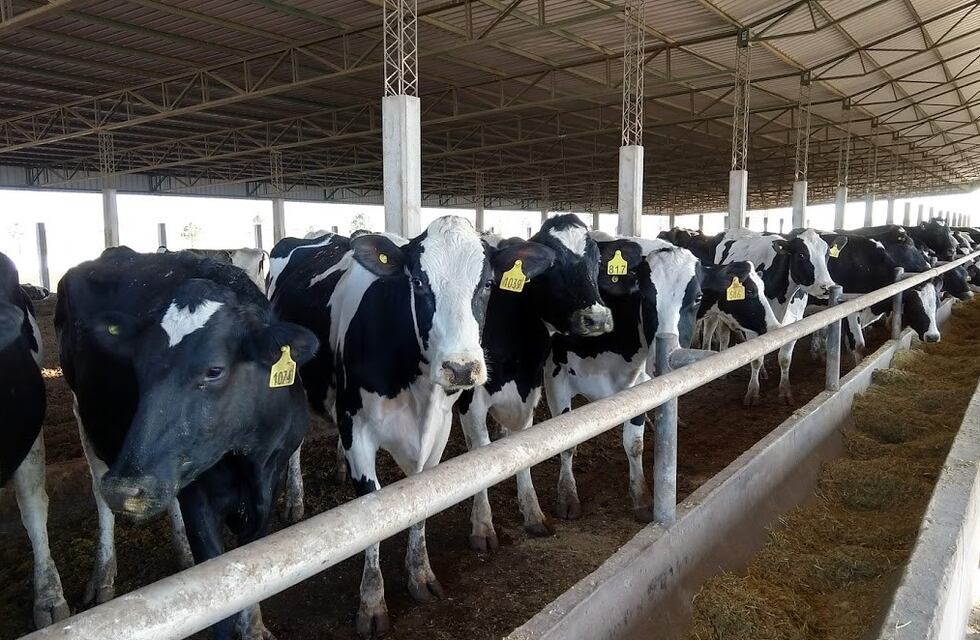 Indicadores financieros del tambo