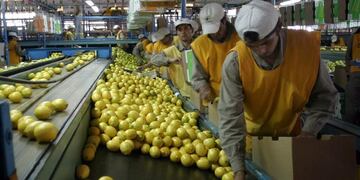 El limón tucumano resiste en los mercados globales pese a la sobreoferta.