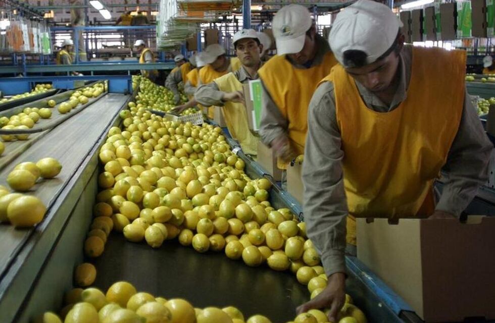 Conflicto en el citrus: el Gobierno intervendrá sin perder de vista la zafra