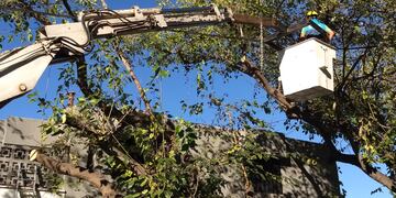 La Municipalidad de la Ciudad de Mendoza dio a conocer el itinerario que se realizará la semana que viene en las tareas de mantenimiento del arbolado público. Gentileza MCM