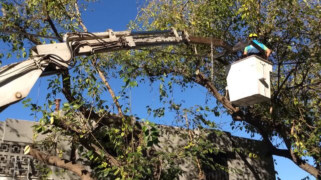 La Municipalidad de la Ciudad de Mendoza dio a conocer el itinerario que se realizará la semana que viene en las tareas de mantenimiento del arbolado público. Gentileza MCM