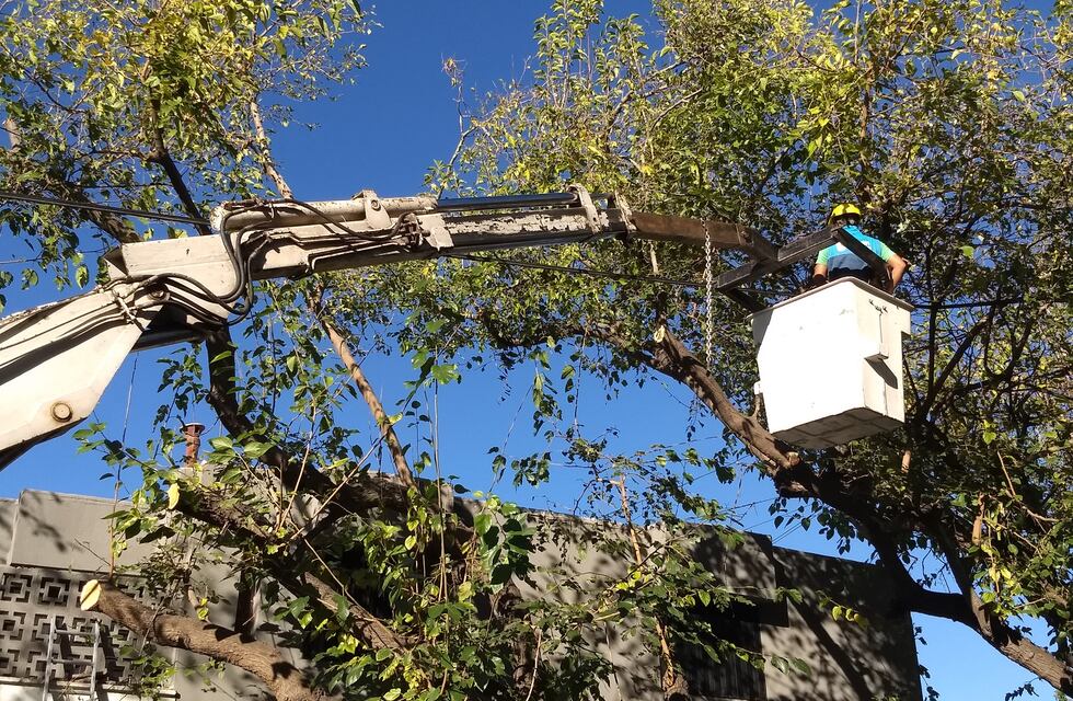 Trabajos de mantenimiento en el arbolado público de Ciudad