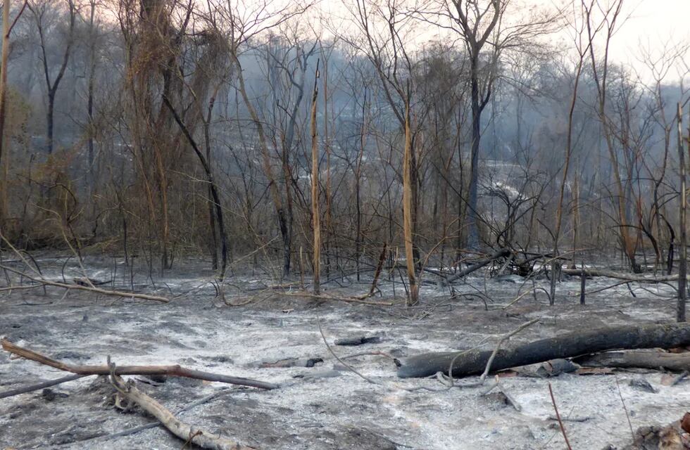 Fuego maldito: 8.000 hectáreas de selva quemadas en las Yungas jujeñas