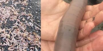 Río Grande: aparecieron en las costas miles de peces pene