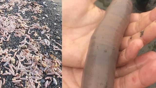 Río Grande: aparecieron en las costas miles de peces pene