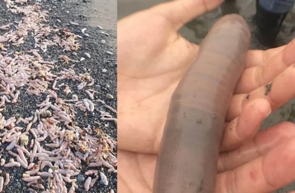 Río Grande: aparecieron en las costas miles de peces pene