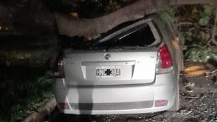 Una rama de un árbol aplastó a un auto en Rafaela