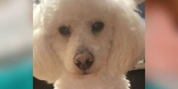 Un perrito que se había perdido en La Plata fue recuperado y devuelto a su familia.