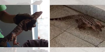 Iguana colorada encontrada en un Hospital de Merlo