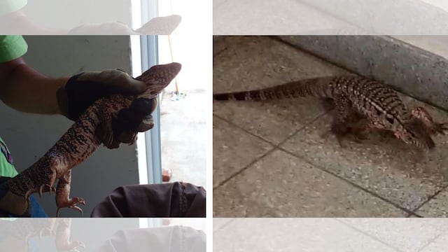 Iguana colorada encontrada en un Hospital de Merlo