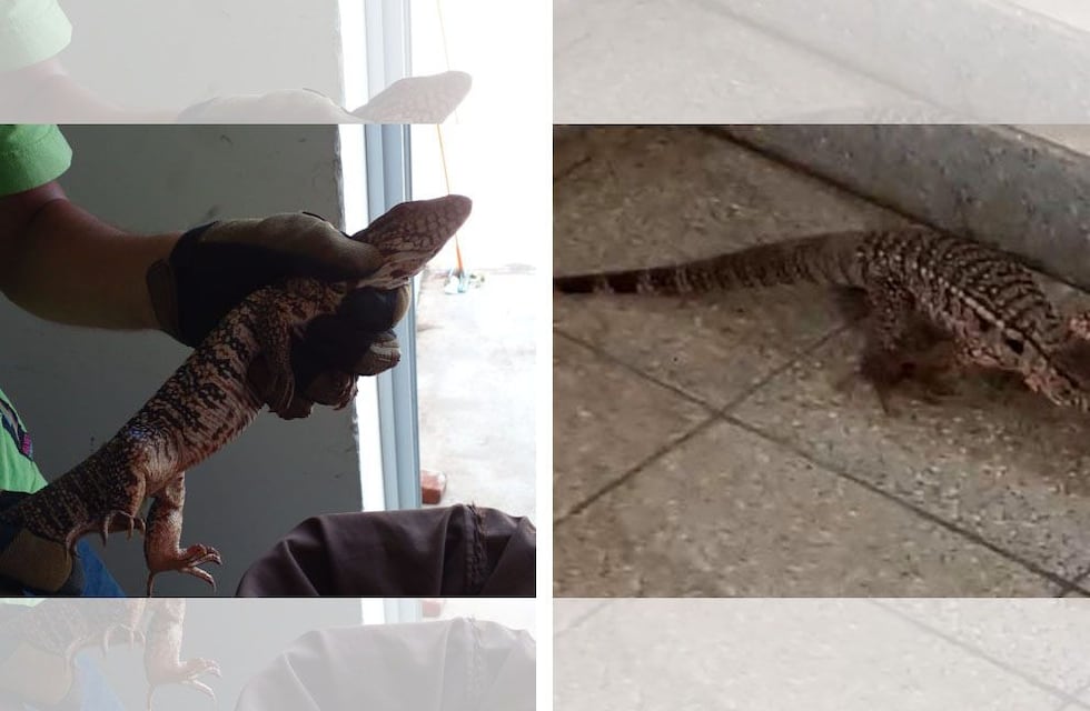 Una iguana colorada apareció dentro de un Hospital en Merlo