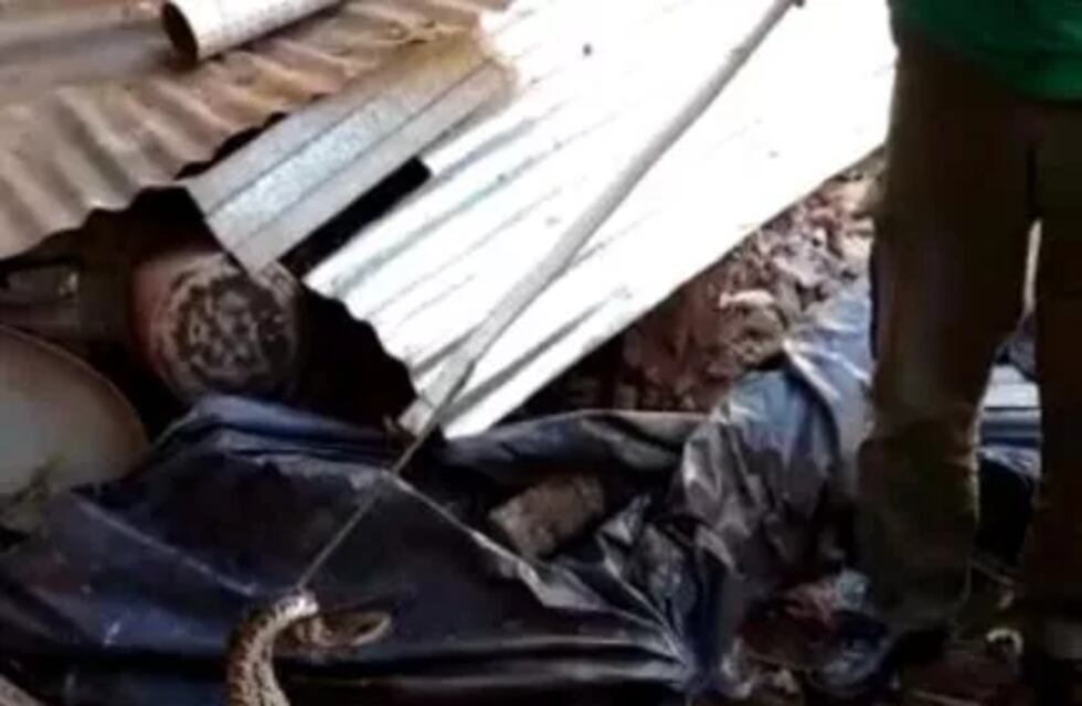 Garupá: rescataron a una serpiente de una vivienda del barrio Santa Helena