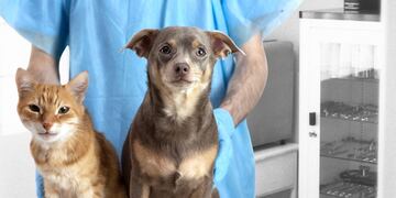 Veterinario móvil