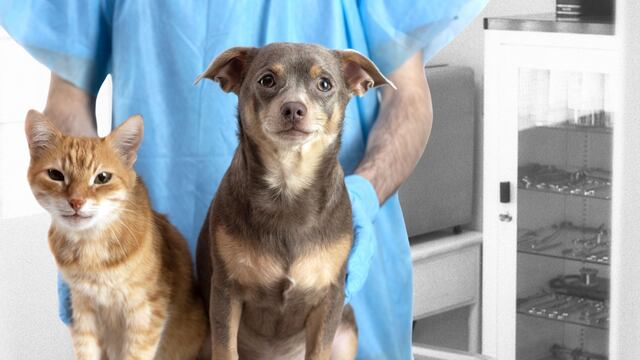 Veterinario móvil