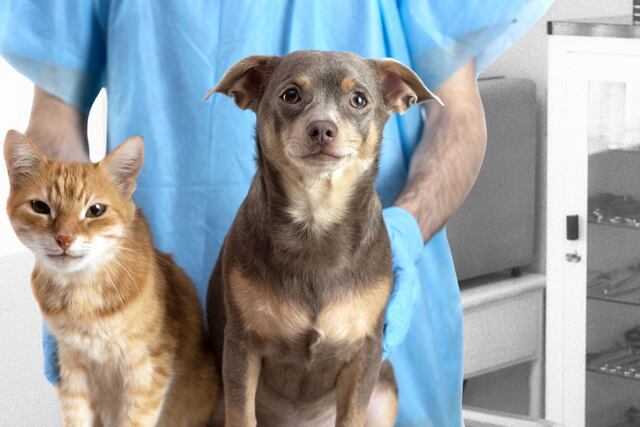 Quirófano Veterinario Móvil