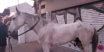 Caballos sueltos en la Panamericana (Captura de video)
