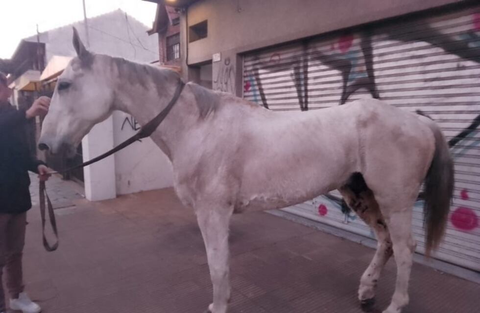 De película: las insólitas imágenes de los caballos sueltos en Panamericana