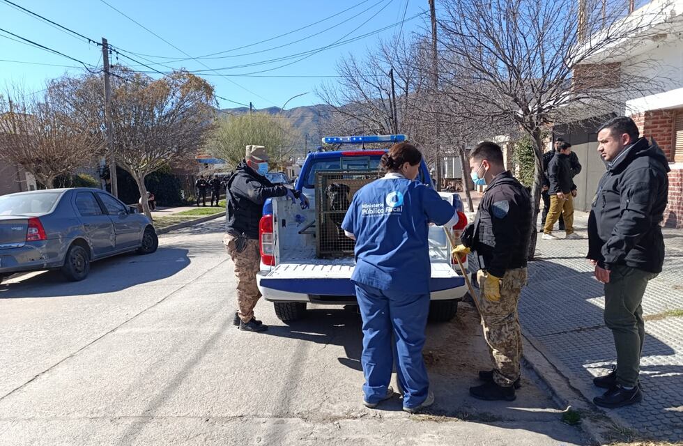Rescatan 14 perros en grave estado desde un criadero ilegal en Cosquín