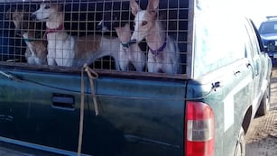 Más de 150 galgos fueron rescatados por caza ilegal en Córdoba.