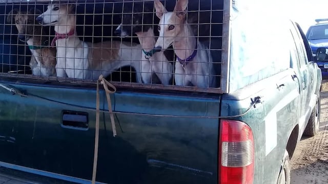 Más de 150 galgos fueron rescatados por caza ilegal en Córdoba.