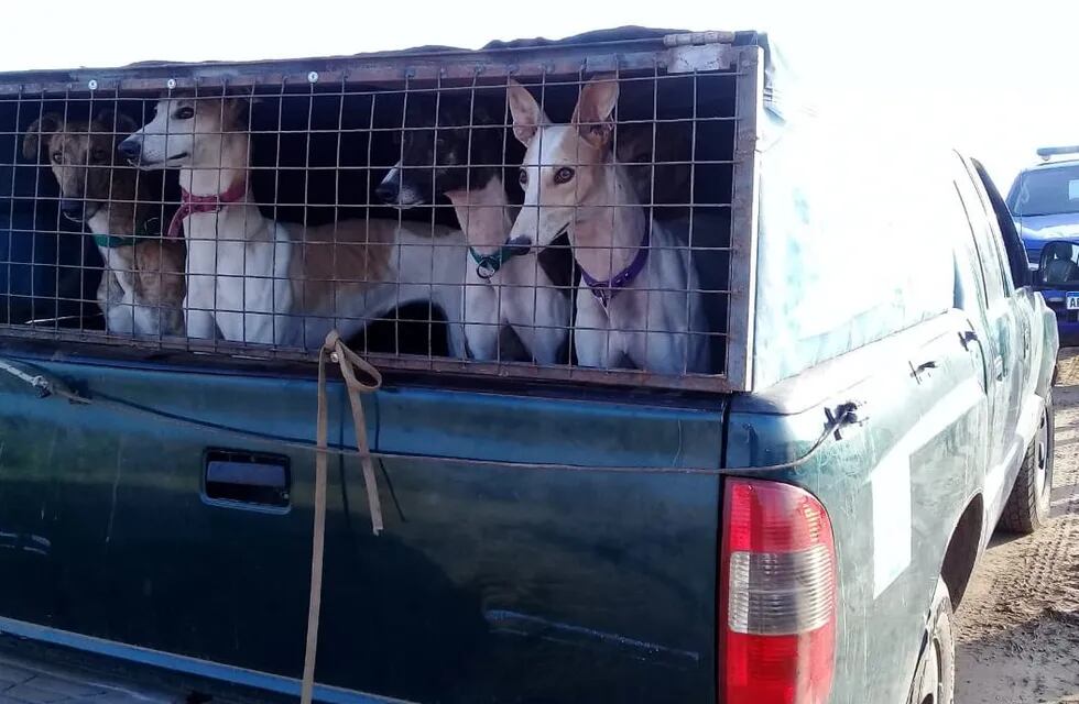 En menos de un mes, se detuvieron 81 personas y se rescataron 153 perros por caza ilegal en Córdoba