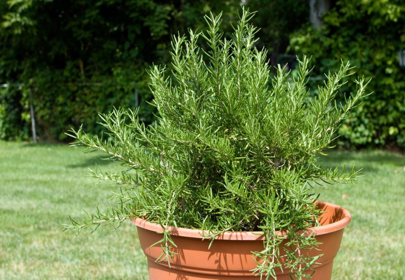 Así deberás colocar una planta de romero para que atraer riqueza y energía positiva, según el Feng Shui.