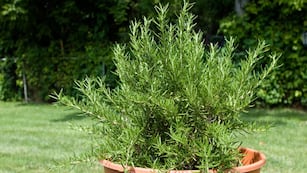 Así deberás colocar una planta de romero para que atraer riqueza y energía positiva, según el Feng Shui.
