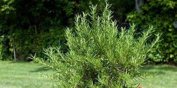 Así deberás colocar una planta de romero para que atraer riqueza y energía positiva, según el Feng Shui.