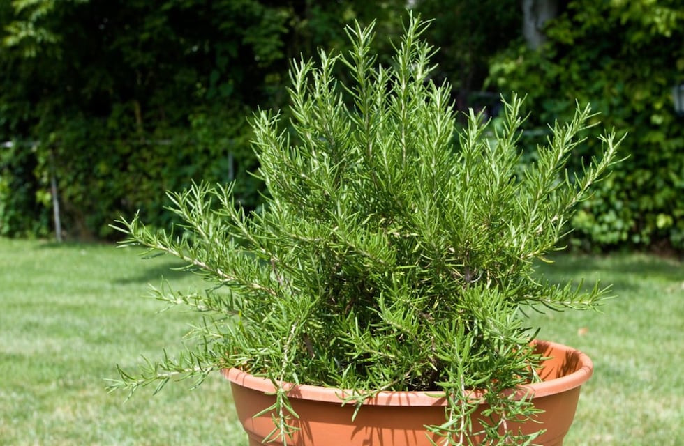 Así deberás colocar una planta de romero para atraer riqueza y energía positiva, según el Feng Shui
