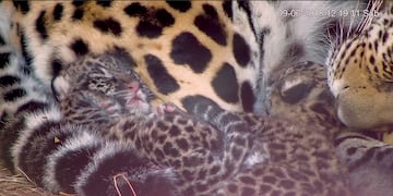 Cachorros en los Esteros del Iberá.