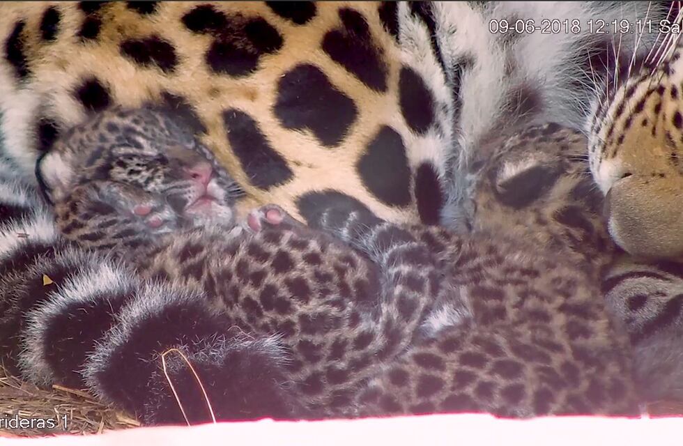 Aramí es la primera cachorra correntina de Yaguareté que ya camina por los Esteros del Iberá