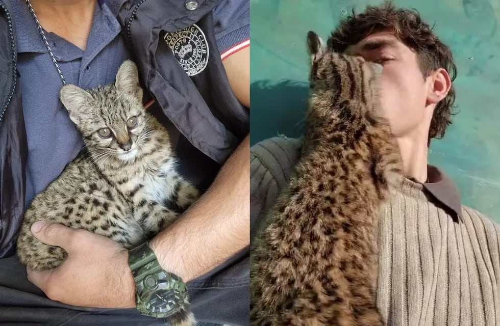 Punilla: Tatú Carreta recibió un nuevo gato montés
