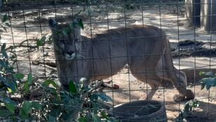 El puma rescatado en Córdoba (Policía).