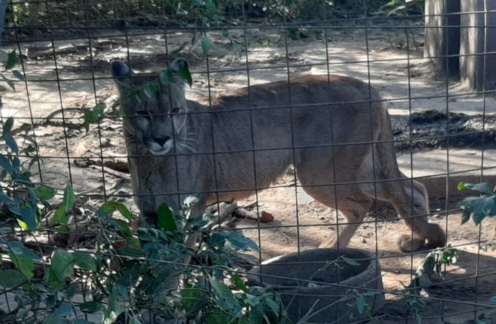 Río Primero: tenían a un puma en el patio de la casa y la Policía Ambiental lo rescató