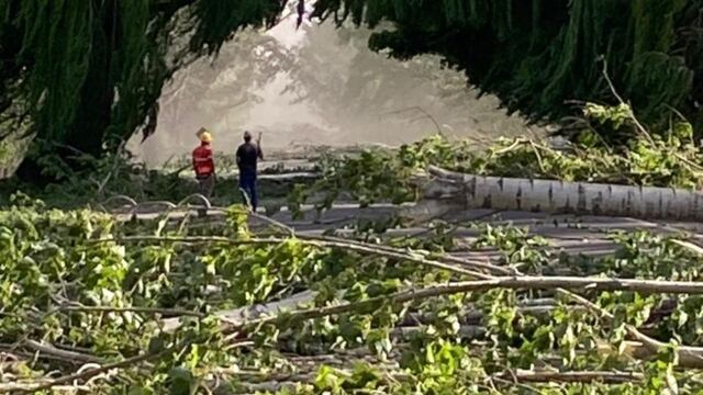 San Carlos: el Zonda provocó la caída de decenas de álamos en Ruta 40 y hay más de 100 autos demorados.