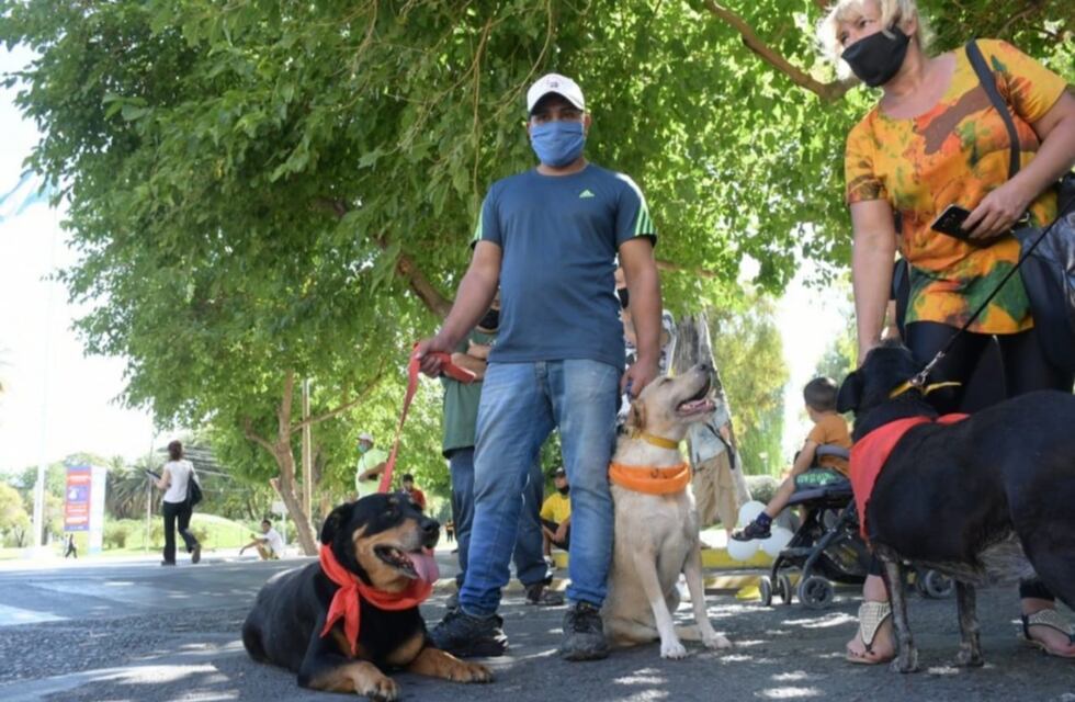 Los perros potencialmente peligrosos deberán estar registrados y tener un microchip implantado