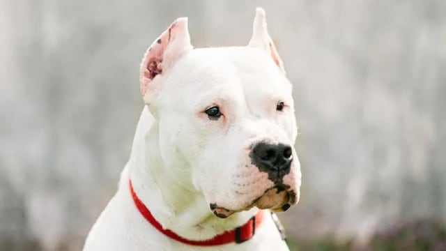 En una semana, hubo cuatro casos de personas atacadas por perros en Córdoba.