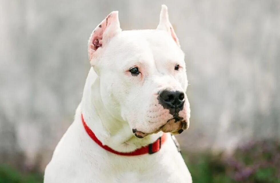 Un bebé de un año fue atacado por su perro: es la cuarta víctima en una semana en Córdoba