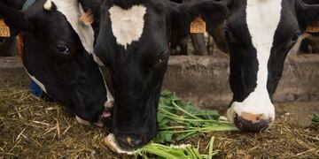 remolacha y ganaderia