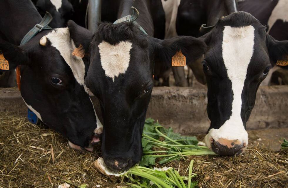 Evalúan el potencial de la remolacha forrajera en las dietas bovinas