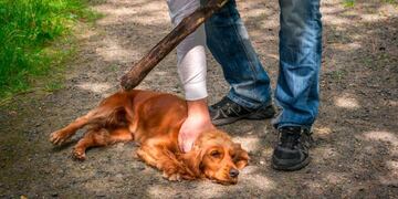 Vio cómo su vecino intentaba asesinar a un perro.