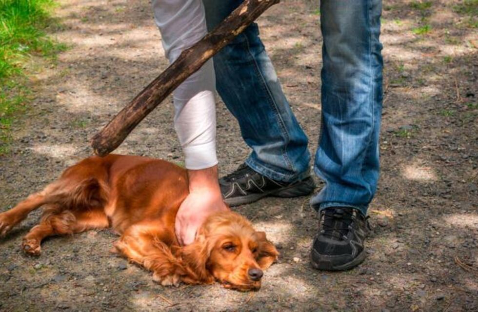 Vio cómo su vecino intentaba asesinar a un perro a la orilla del río de Salta: “Tengo derecho a matarlo”