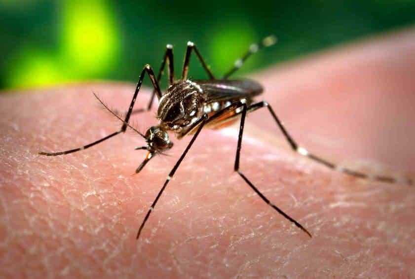 AEDES AEGYPTI. Es el mosquito transmisor de la fiebre chikungunya (AP).