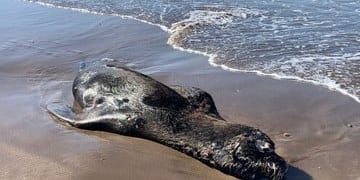 Gripe aviar en lobos marinos en Rio Negro