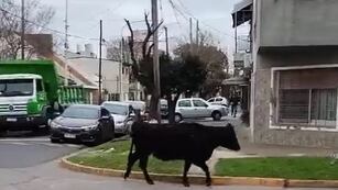 Una de las vacas sobrevivientes en Wilde.